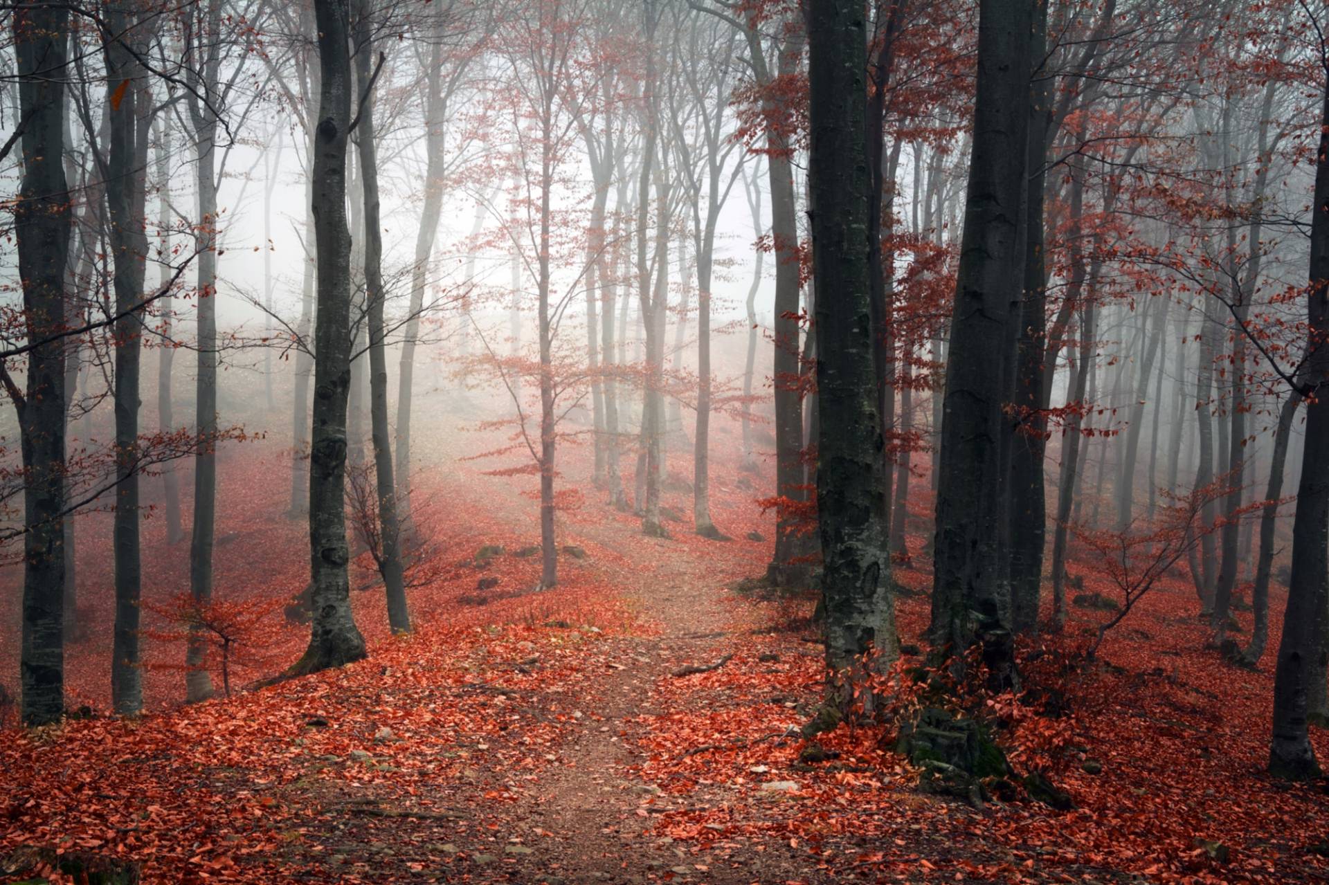 queence Leinwandbild »Herbstwald«, Bäume-Baumbilder, (1 St.) von queence