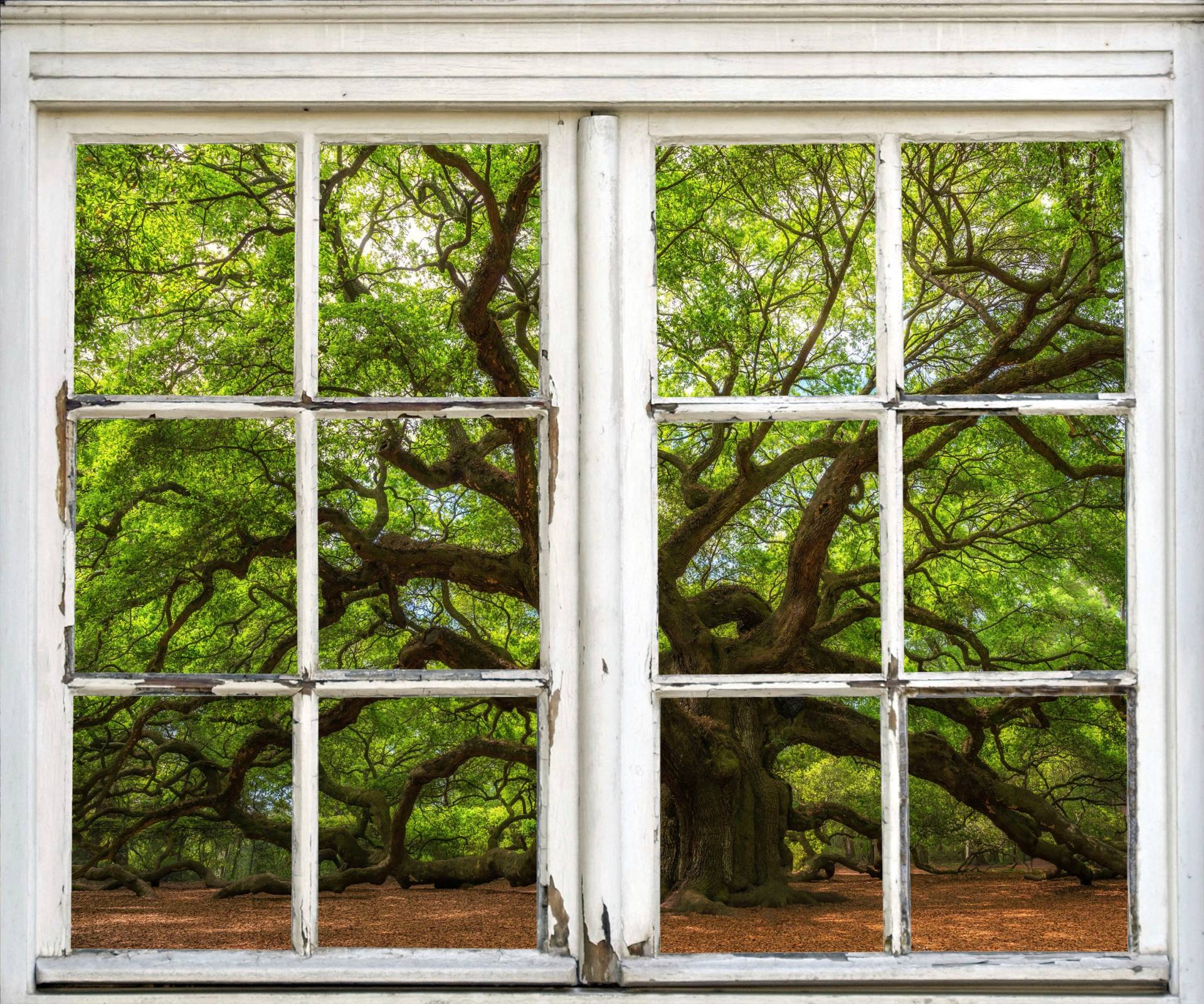 queence Wandsticker »Baum«, Wandsticker, Wandbild, selbstklebend, 3D, Fenster queence Wandsticker »Baum«, Wandsticker, Wandbild, selbstklebend, 3D, Fenster von queence