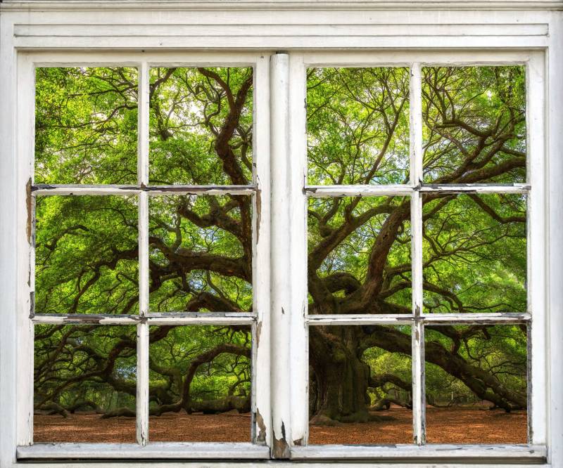 queence Wandsticker »Baum«, Wandsticker, Wandbild, selbstklebend, 3D, Fenster von queence