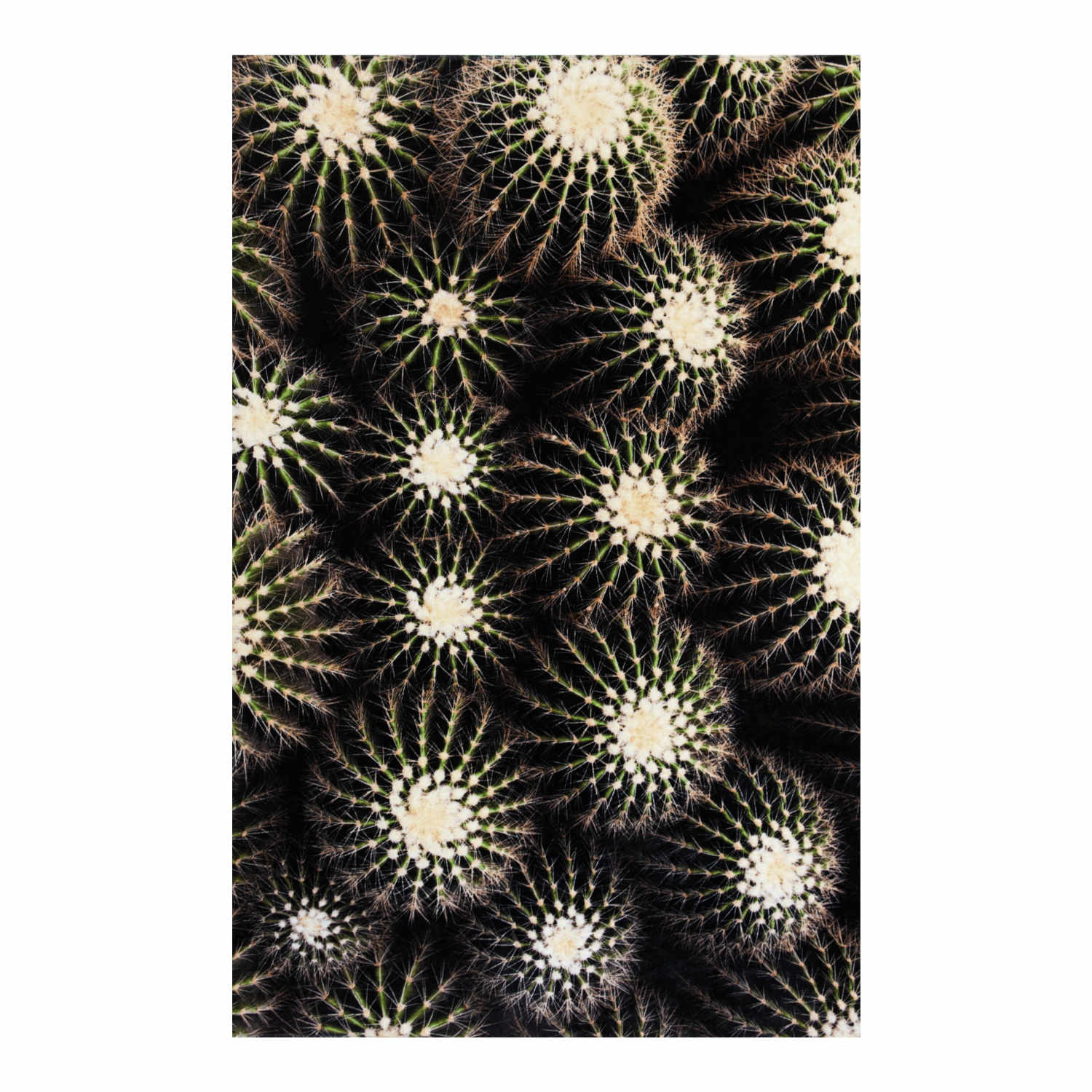 Cactus Tuch, Grösse l. 160 x b. 100 cm von Sula